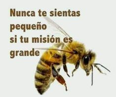 two bees flying next to each other in front of a white background with spanish words