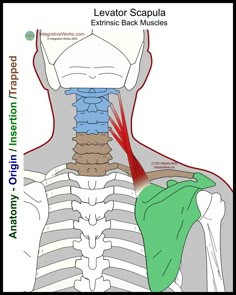 Levator Scapula - Functional Anatomy - Integrative Works Scapula Anatomy, Anatomy Spine, Basic Anatomy And Physiology, Human Body Anatomy, Spine Health, Human Anatomy And Physiology, Neck And Shoulder Pain