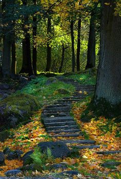 steps lead up to the top of a tree in a wooded area with leaves on the ground