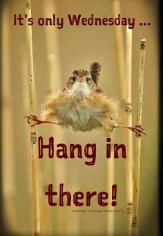 a bird sitting on top of bamboo sticks with the words hang in there