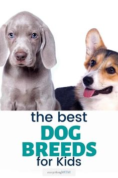 two dogs are sitting next to each other with the words, the best dog breeds for kids