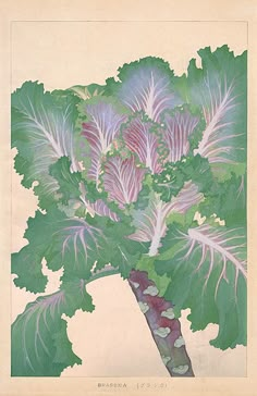 an illustration of a leafy plant with purple and green leaves