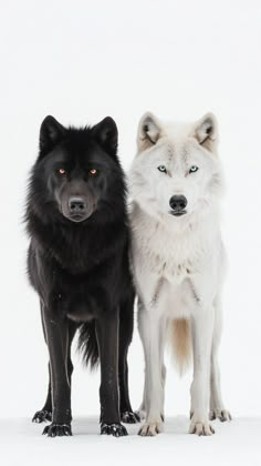 two black and white dogs standing next to each other in the snow with their eyes open