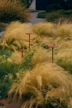 some tall grass and plants in a garden