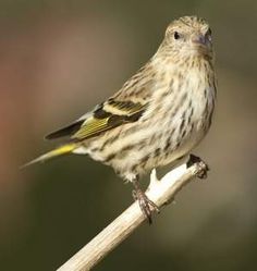 a small bird sitting on top of a wooden stick