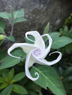 a white flower with green leaves in the background