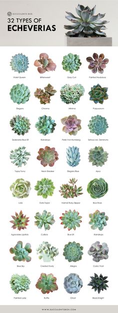 the different types of succulents are shown in this poster, which is also available