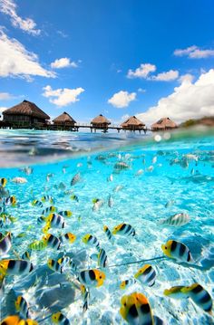 fish swimming in the water near huts