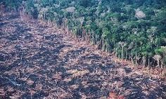 11 Deforestation Before And After Ideas Deforestation Environment Rainforest