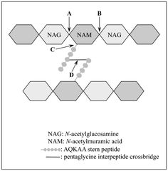 the diagram shows an arrangement of nag - vaccyglhusine and nag - acecylhumic acids