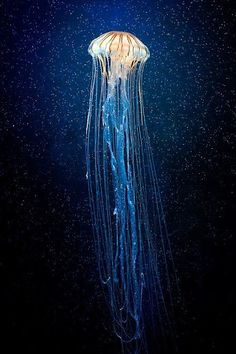 a jellyfish floating in the water at night