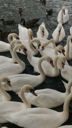 many white swans are swimming in the water