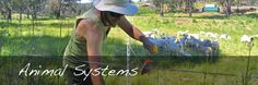 a woman is tending to some sheep behind a fence with the words animal systems above her