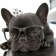 a small black dog wearing glasses on top of a table with a dice in its mouth