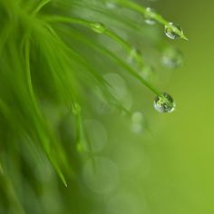 drops of water on a green plant with blurry backrounds in the background