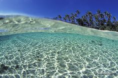 an underwater view of the ocean with palm trees in the background and clear water below