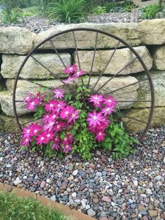 purple flowers in front of a rock wall with a wagon wheel on it's side