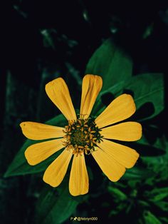 a yellow flower with green leaves in the background and dark background,