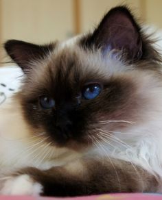 a siamese cat with blue eyes laying on a pink bed sheet looking at the camera