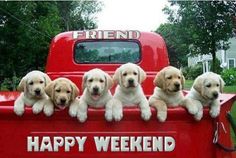 five puppies are sitting in the back of a red pickup truck that says happy weekend