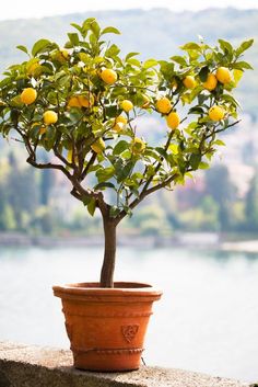 a potted lemon tree sitting on top of a stone wall next to a body of water