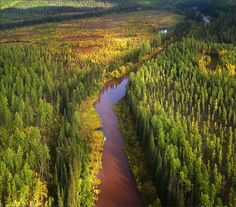 an aerial view of a river running through a forest filled with tall, green trees