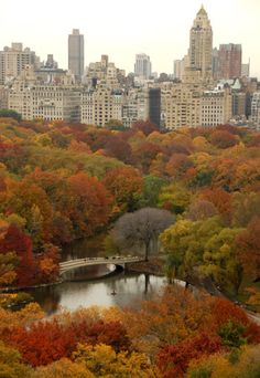 the city is full of tall buildings and lots of trees with colorful leaves on them