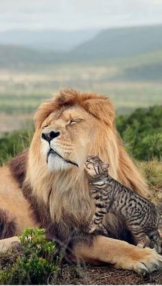 an adult lion laying on top of a grass covered field next to a baby owl