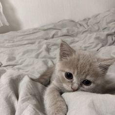 a small kitten laying on top of a bed covered in white sheets and blankets, looking at the camera