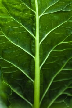 a close up view of a green leaf