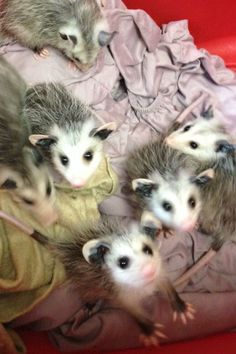 five baby hedgehogs are huddled together on a blanket in a red chair with pink sheets