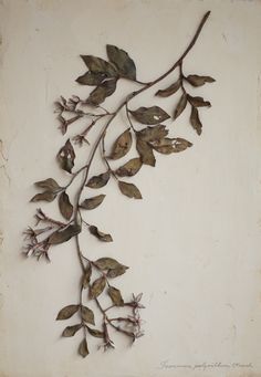 a branch with leaves is hanging on the wall