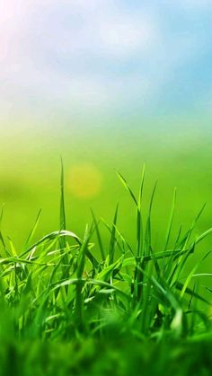 green grass with blue sky in the background