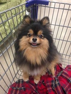 a small dog is sitting in a shopping cart and looking up at the camera while wearing a plaid shirt