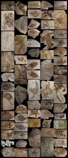 an image of many different types of fossils