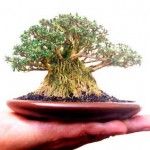 a hand holding a small bonsai tree on top of a brown plate in front of a white background