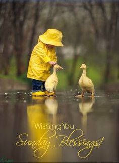 Happy Sunday Unlikely Friends, Yellow Raincoat, Foto Baby, Baby Ducks, Friend Photos, Happy Sunday, Rainy Day, Ducks, No. 2