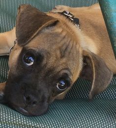 a brown dog laying on top of a green chair