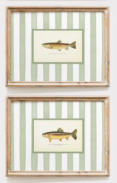 two framed fish prints on green and white striped wallpaper, each with a different color scheme