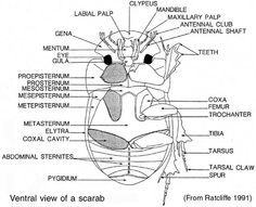 the external view of a scarab, with labels on each side and labeled in text