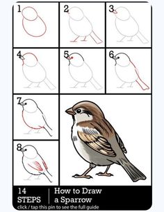 how to draw a sparrow step by step instructions for beginners and kids in this video, you will learn how to draw a sparrow