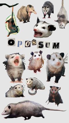 an image of opossum in various poses and sizes with the words opossum above them