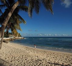 a beach with palm trees and the ocean in the background