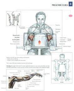 the muscles and their functions are labeled in this manual for students to learn how to use them