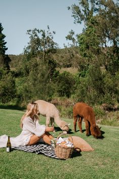 a woman sitting on top of a blanket next to two brown ponies in the grass