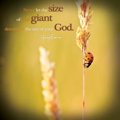 a ladybug sitting on top of a tall plant with the words, never let the size of your giant