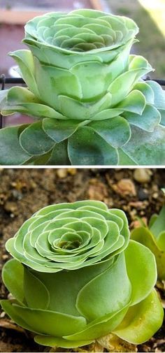 two pictures of green plants and one is showing the same plant in it's own photo