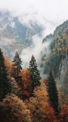 the mountains are covered in fog and trees with yellow leaves on them, as seen from above