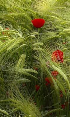 red poppys are growing in the tall green wheat field, with long grass blowing in the wind