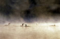 three ducks floating in the water on a foggy day